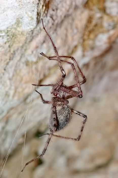 Tegenaria parietina